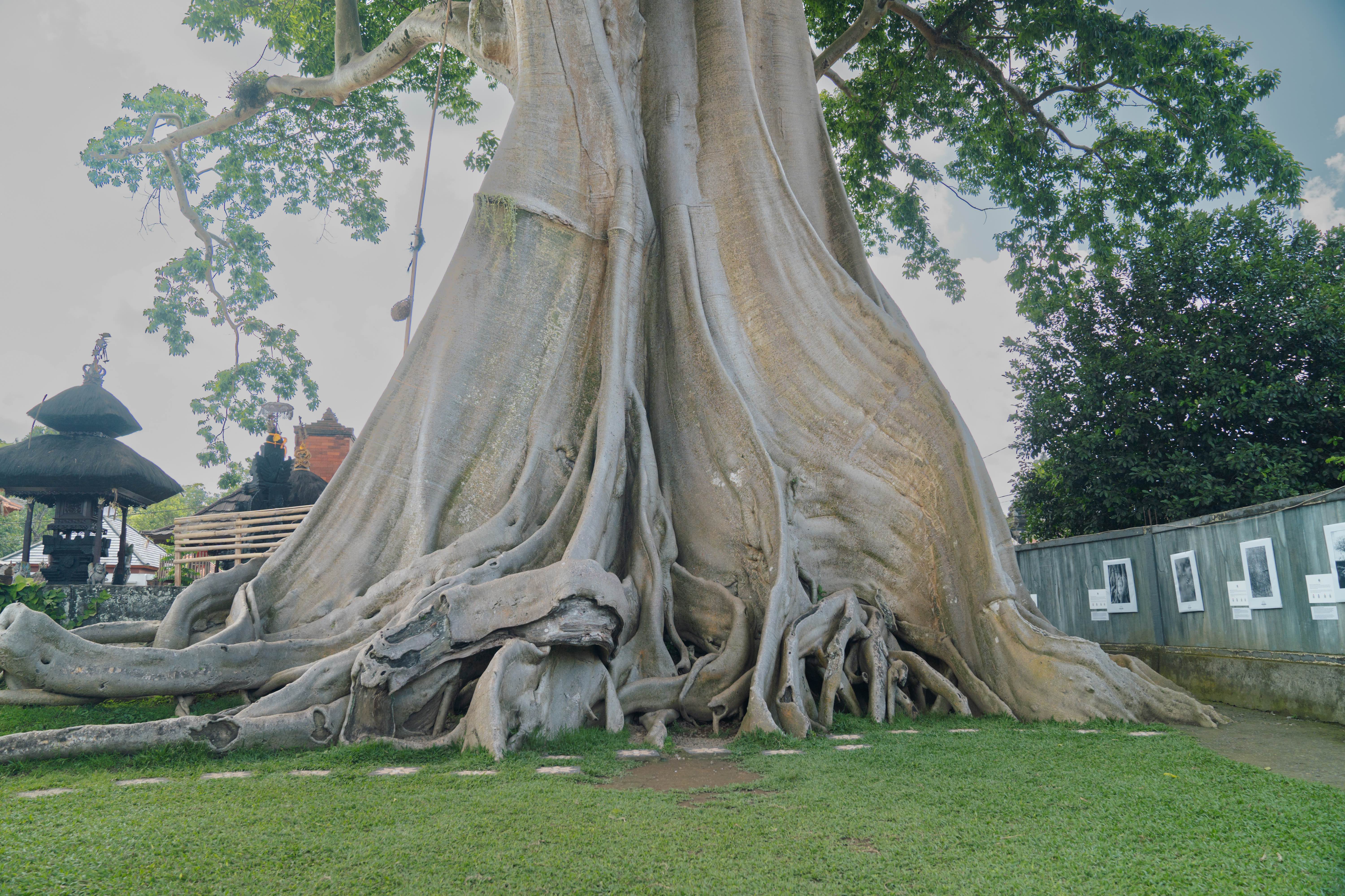 Kayupiti3.jpeg (2.51 MB)